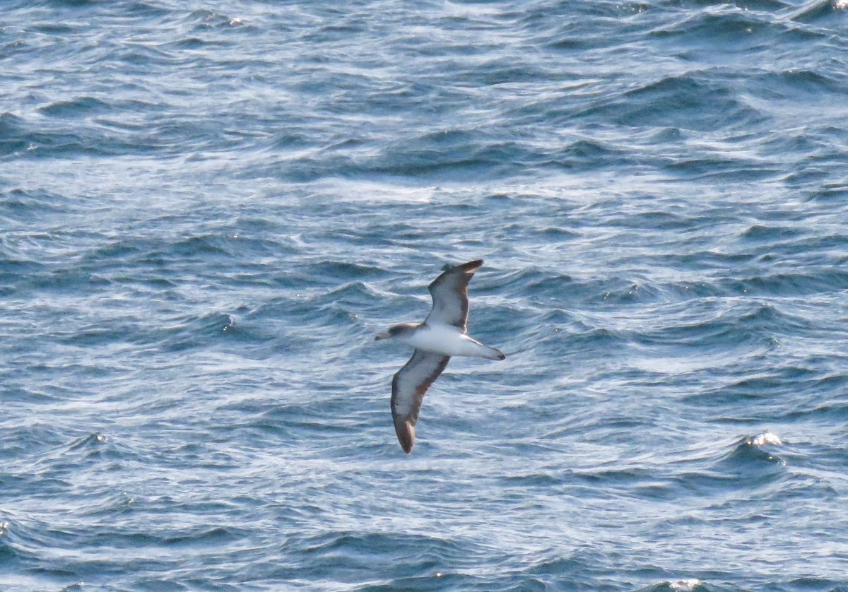 Cory's Shearwater - ML645182039