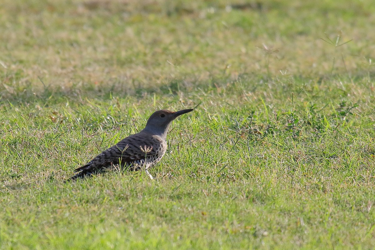 Northern Flicker (Red-shafted) - ML645182048