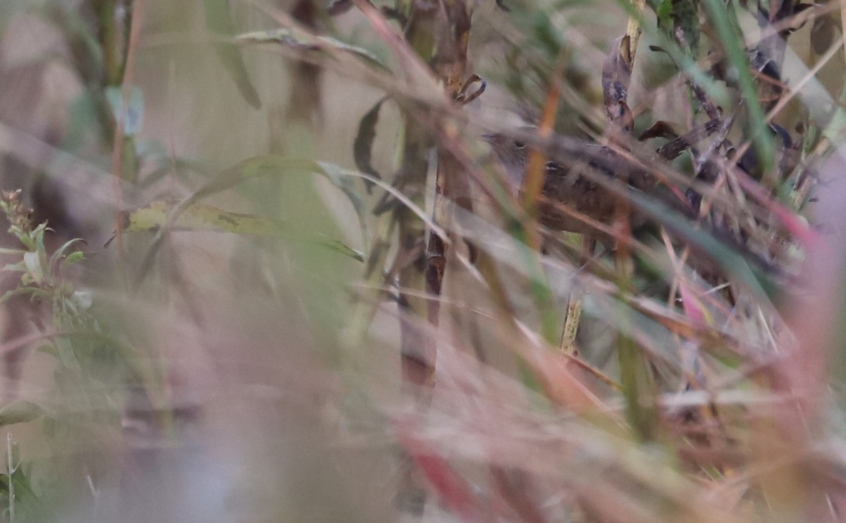 Sedge Wren - ML645182049