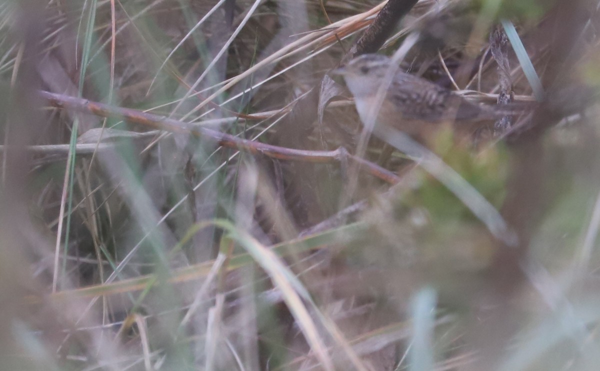Sedge Wren - ML645182060