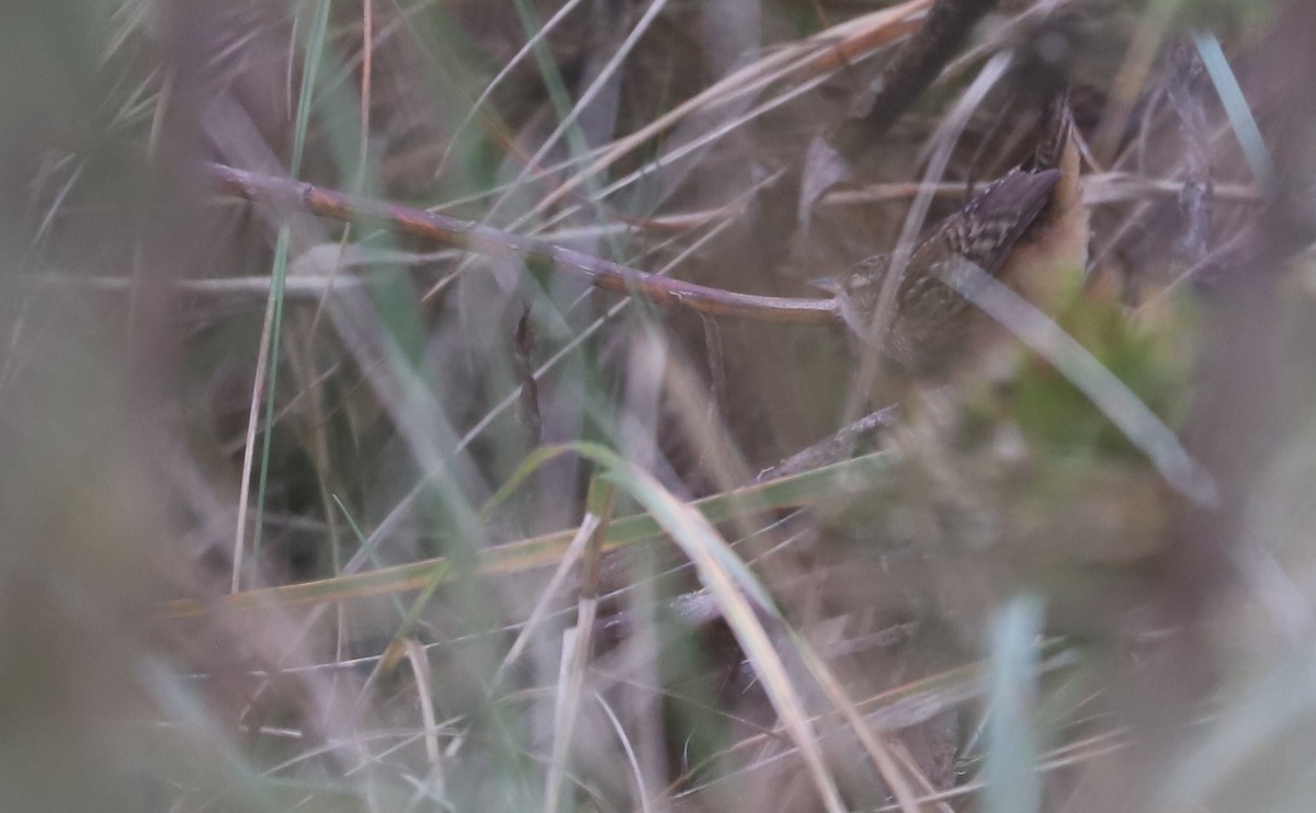 Sedge Wren - ML645182062
