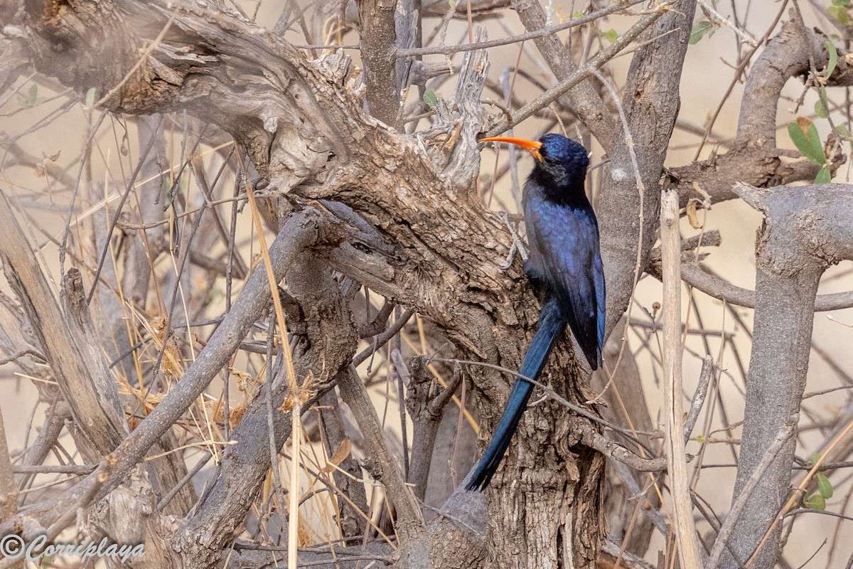 Irrisor à cimeterre - ML645182109