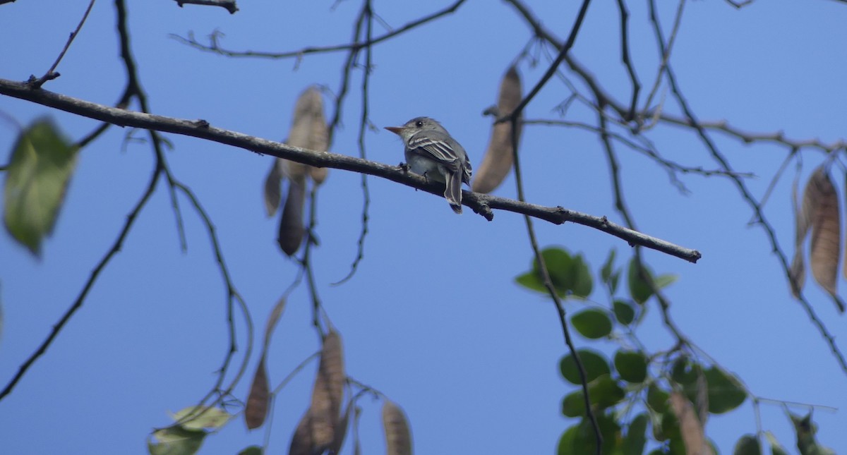 Tumbes Pewee - ML645182110