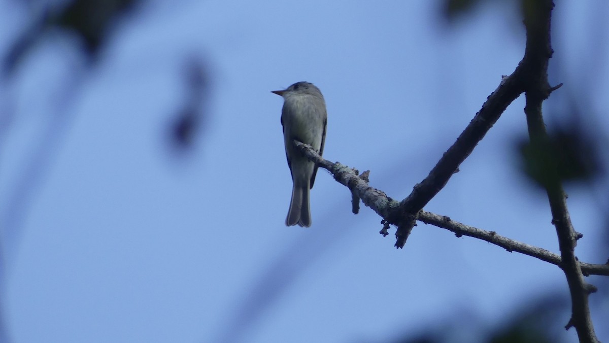 Tumbes Pewee - ML645182111
