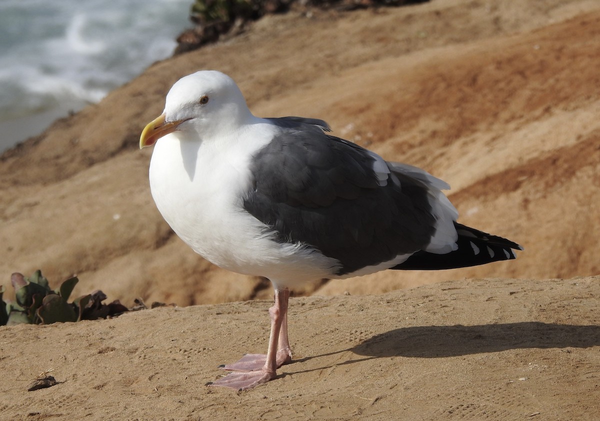 アメリカオオセグロカモメ - ML645182117