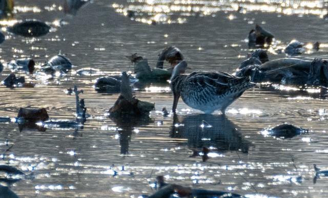 Wilson's Snipe - ML645182118