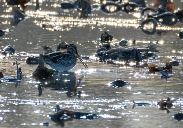 Wilson's Snipe - ML645182119