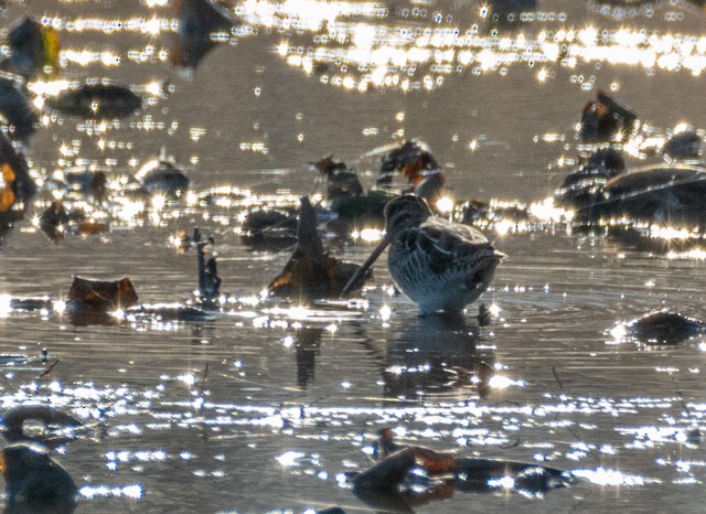 Wilson's Snipe - ML645182120