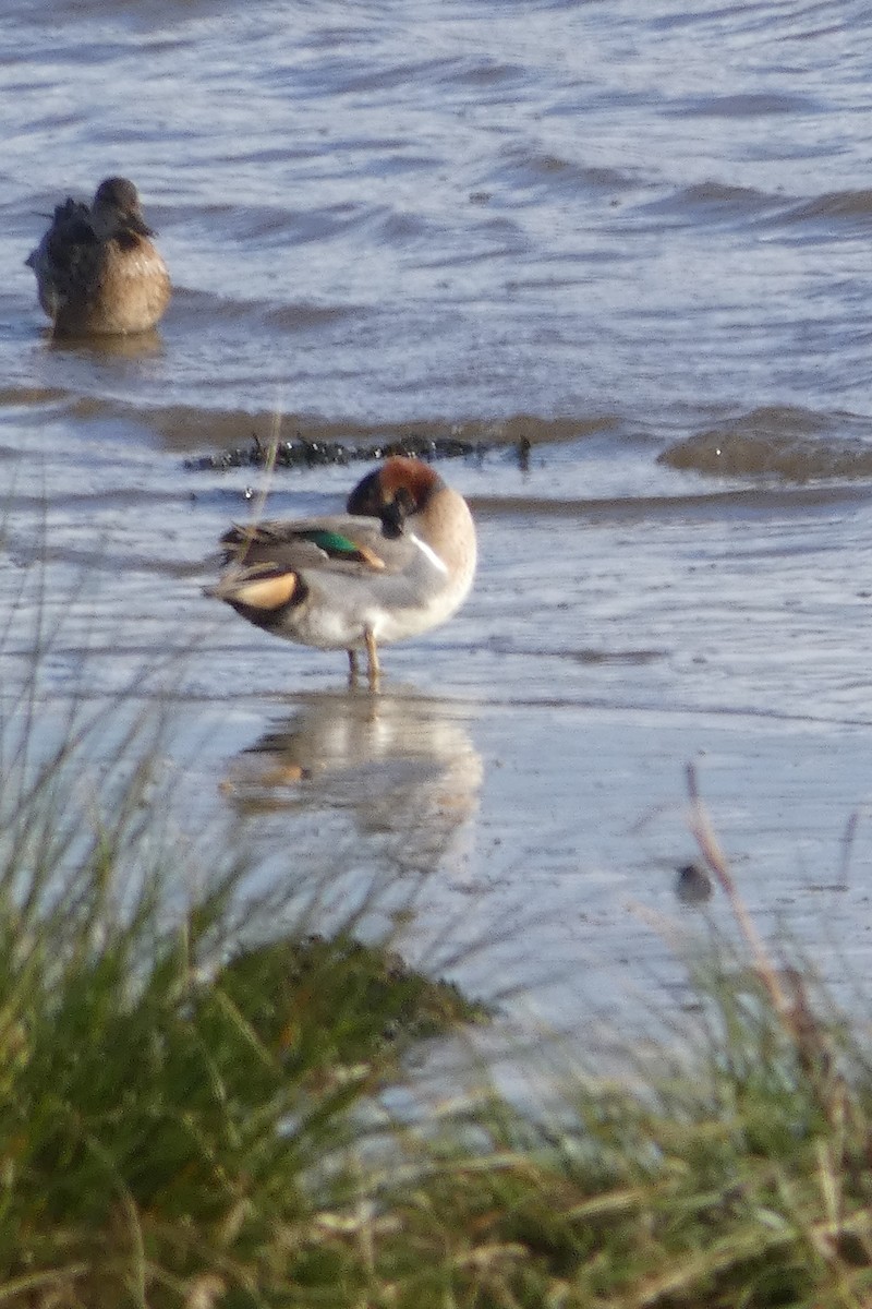 čírka obecná (ssp. carolinensis) - ML645182123