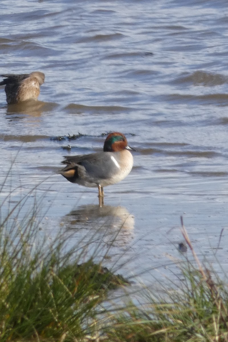 čírka obecná (ssp. carolinensis) - ML645182124