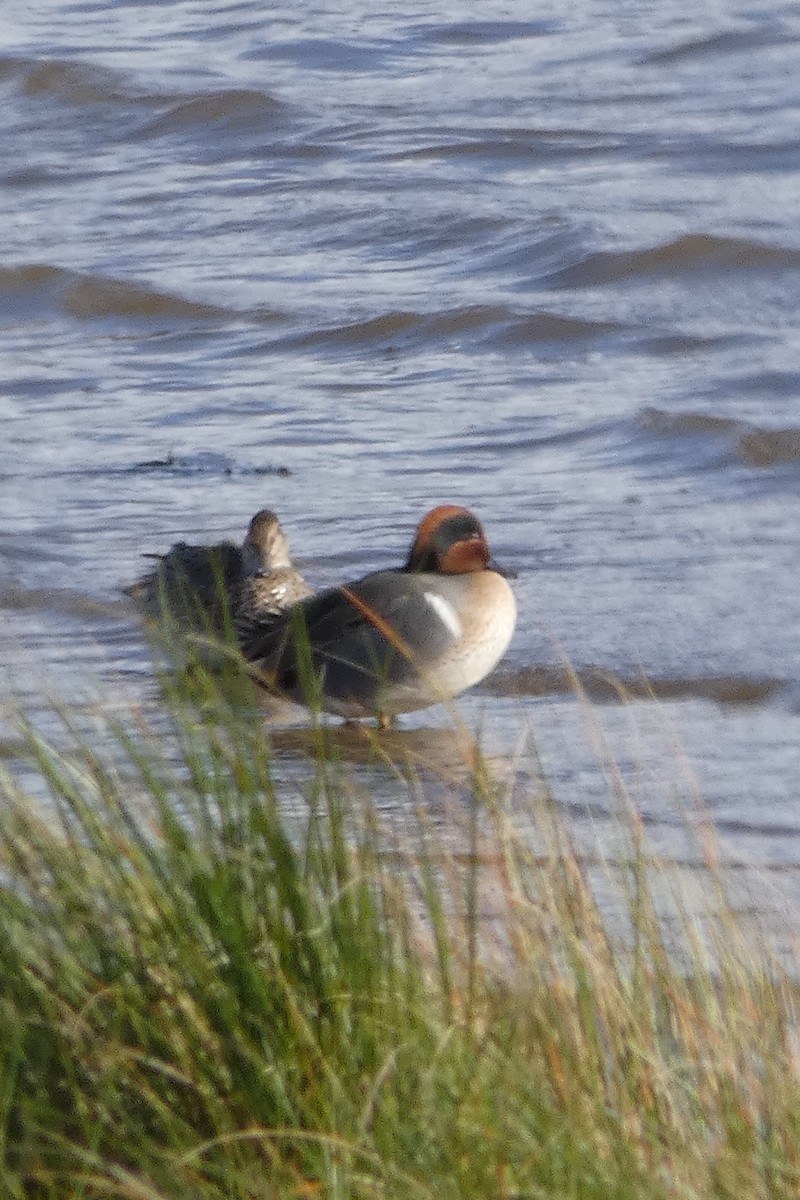 čírka obecná (ssp. carolinensis) - ML645182125