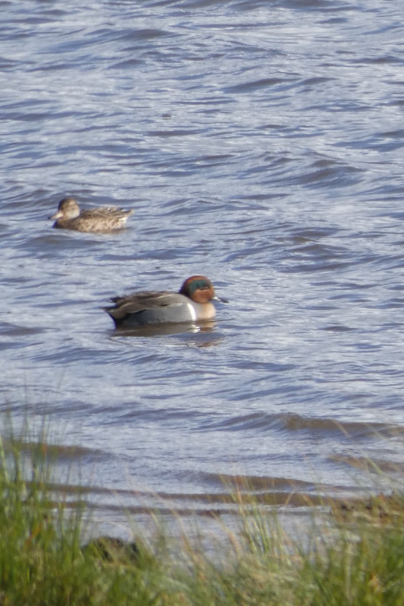 čírka obecná (ssp. carolinensis) - ML645182126