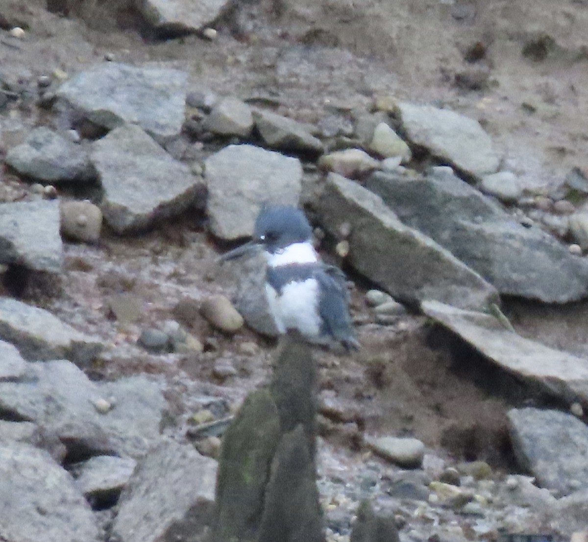 Опоясанный зимородок - ML645182143