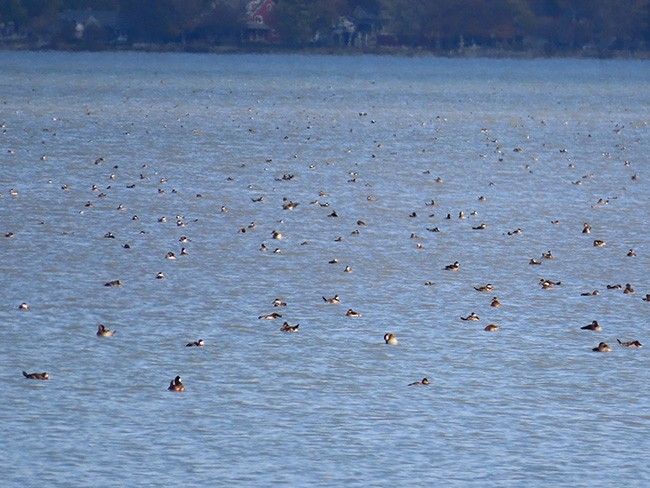 Савка американська - ML645182148