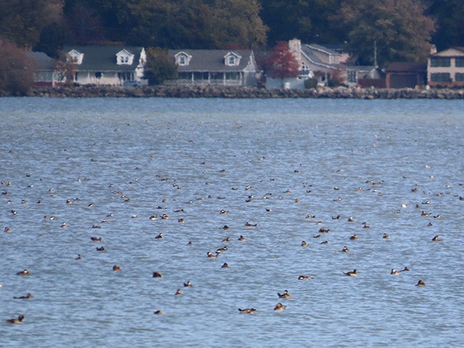 Савка американська - ML645182155