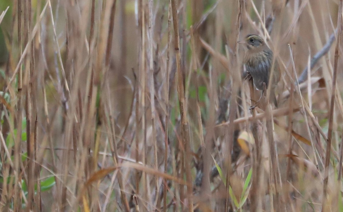 nålstjertspurv - ML645182158