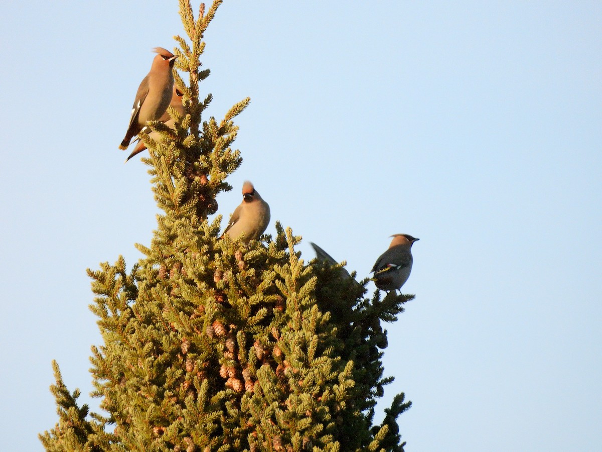 Bohemian Waxwing - ML645182159