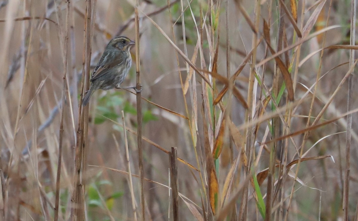 nålstjertspurv - ML645182161