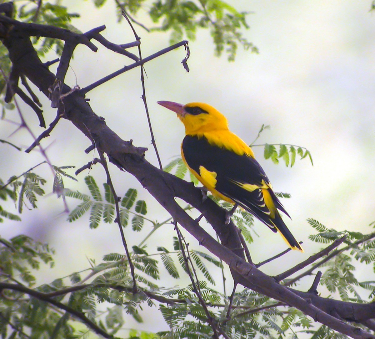 Вивільга індійська - ML645182162