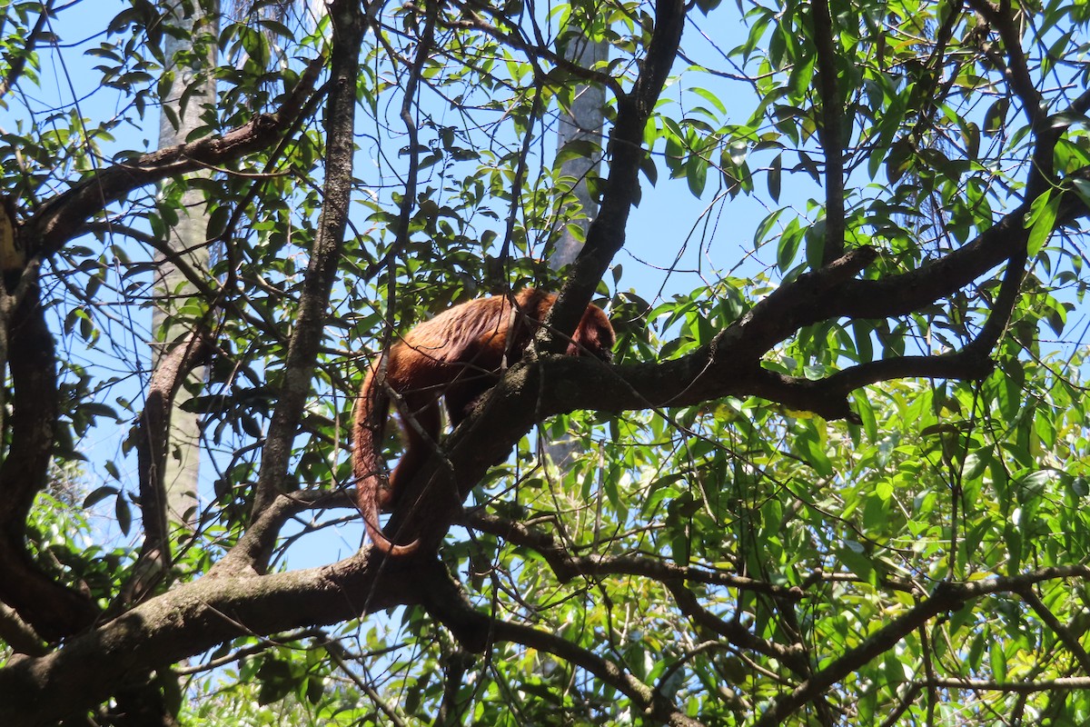 Southern Brown Howler Monkey - ML645182163