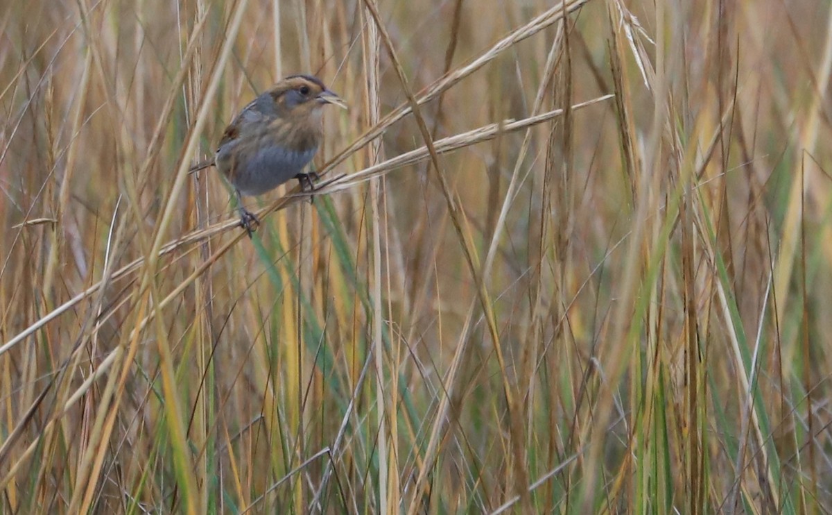 nålstjertspurv - ML645182165