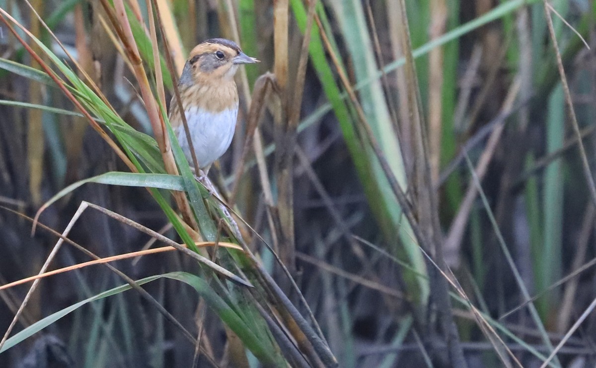 nålstjertspurv - ML645182172