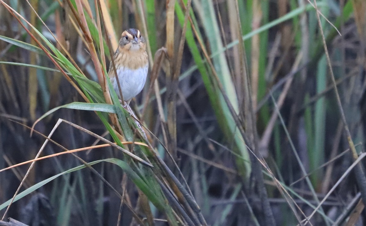 nålstjertspurv - ML645182176