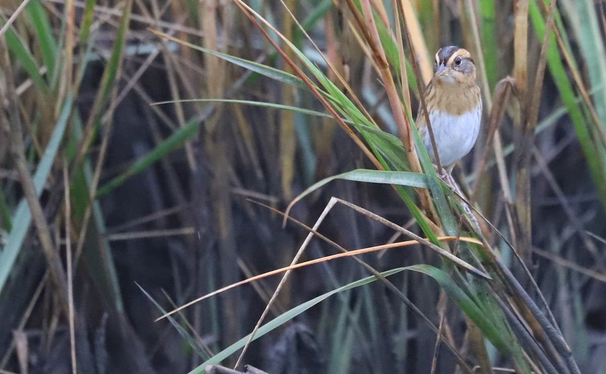 nålstjertspurv - ML645182181