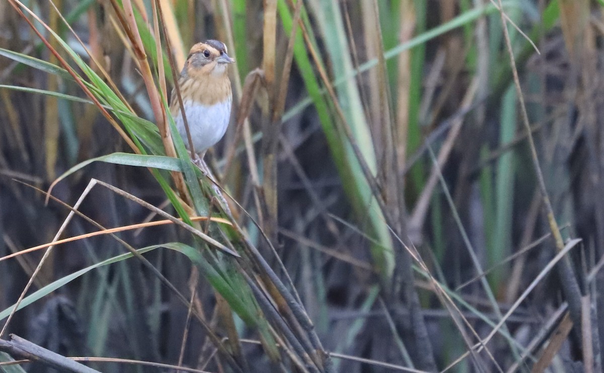 nålstjertspurv - ML645182185