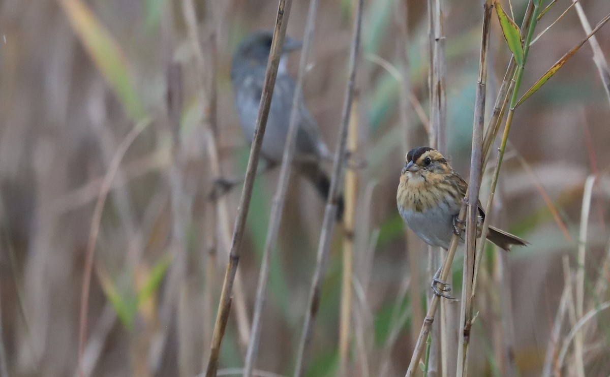 nålstjertspurv - ML645182196