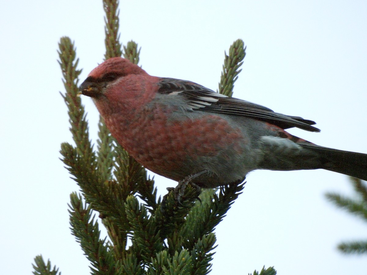 Hakengimpel - ML645182203