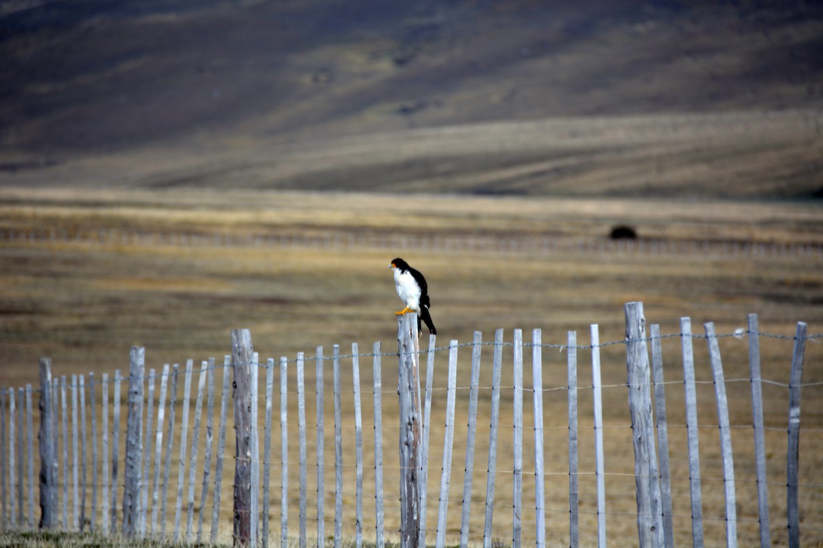 White-throated Caracara - ML645182204