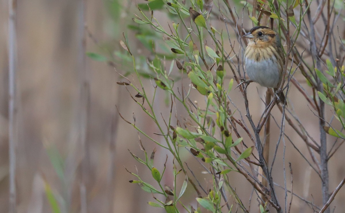 nålstjertspurv - ML645182205