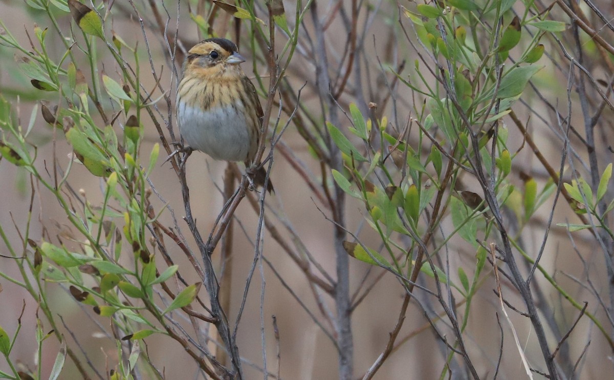nålstjertspurv - ML645182212