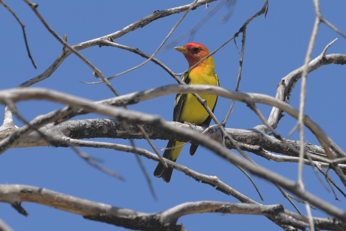 Western Tanager - ML645182214
