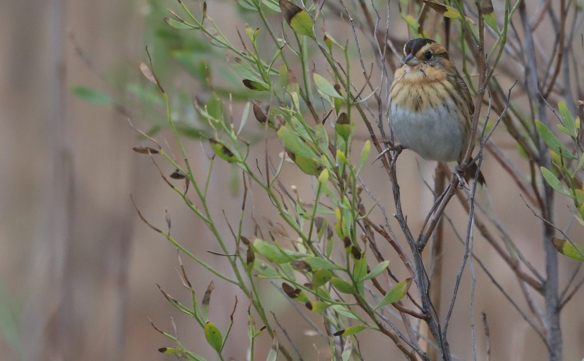 nålstjertspurv - ML645182215