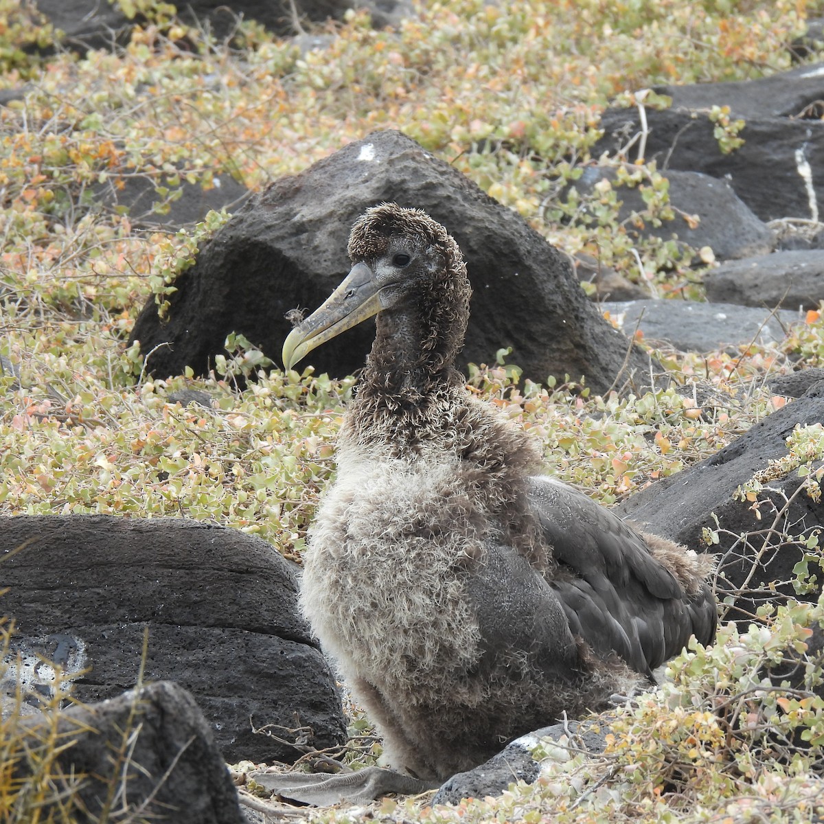albatros galapážský - ML645182218