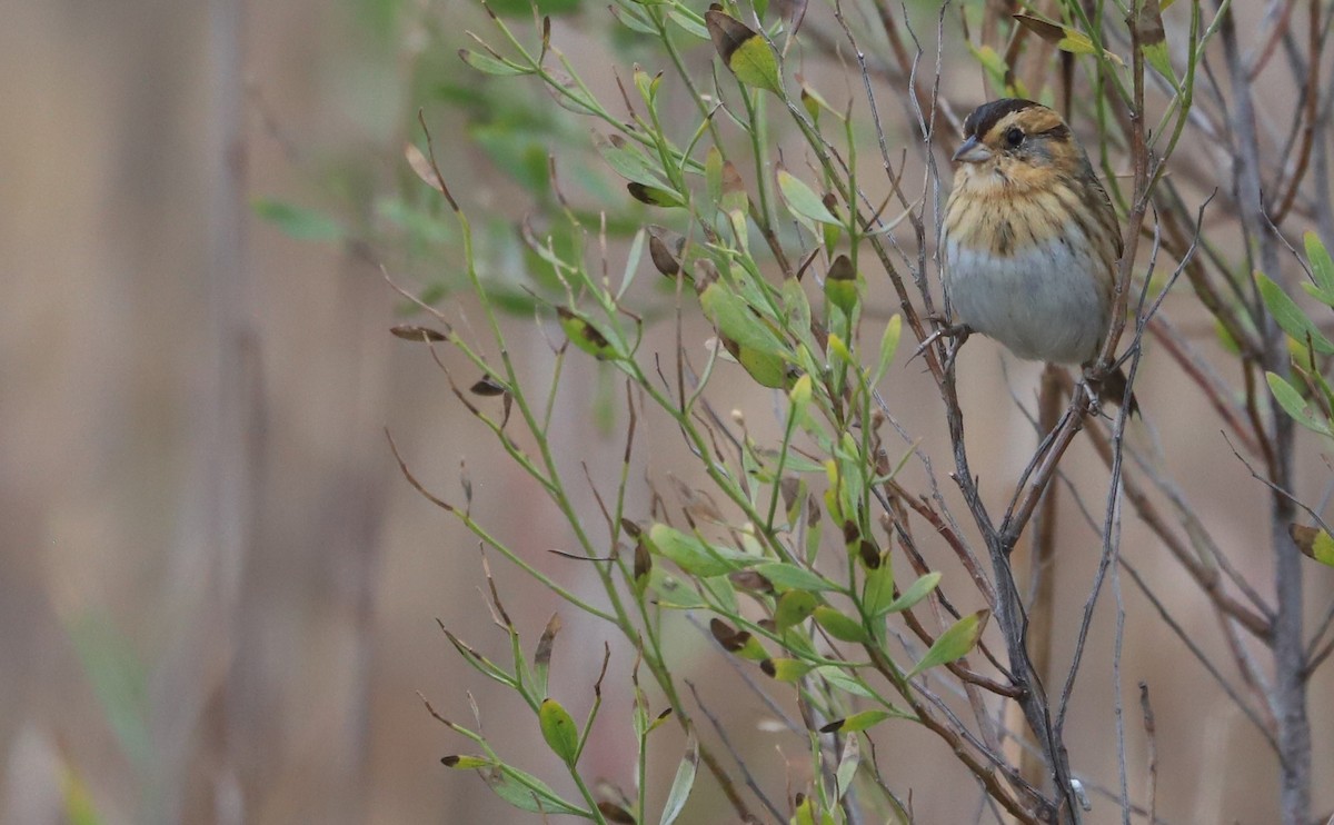 nålstjertspurv - ML645182219