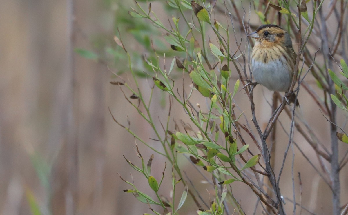 nålstjertspurv - ML645182225