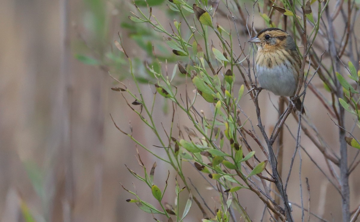 nålstjertspurv - ML645182227