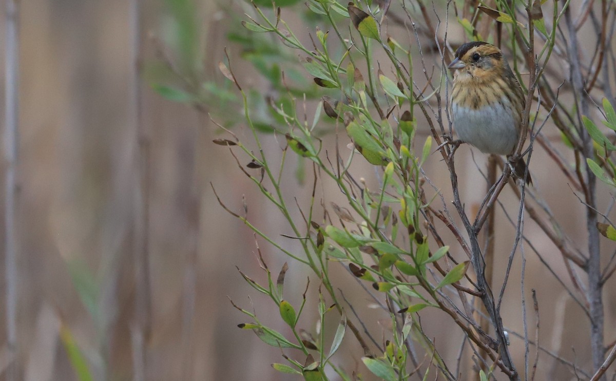 nålstjertspurv - ML645182231