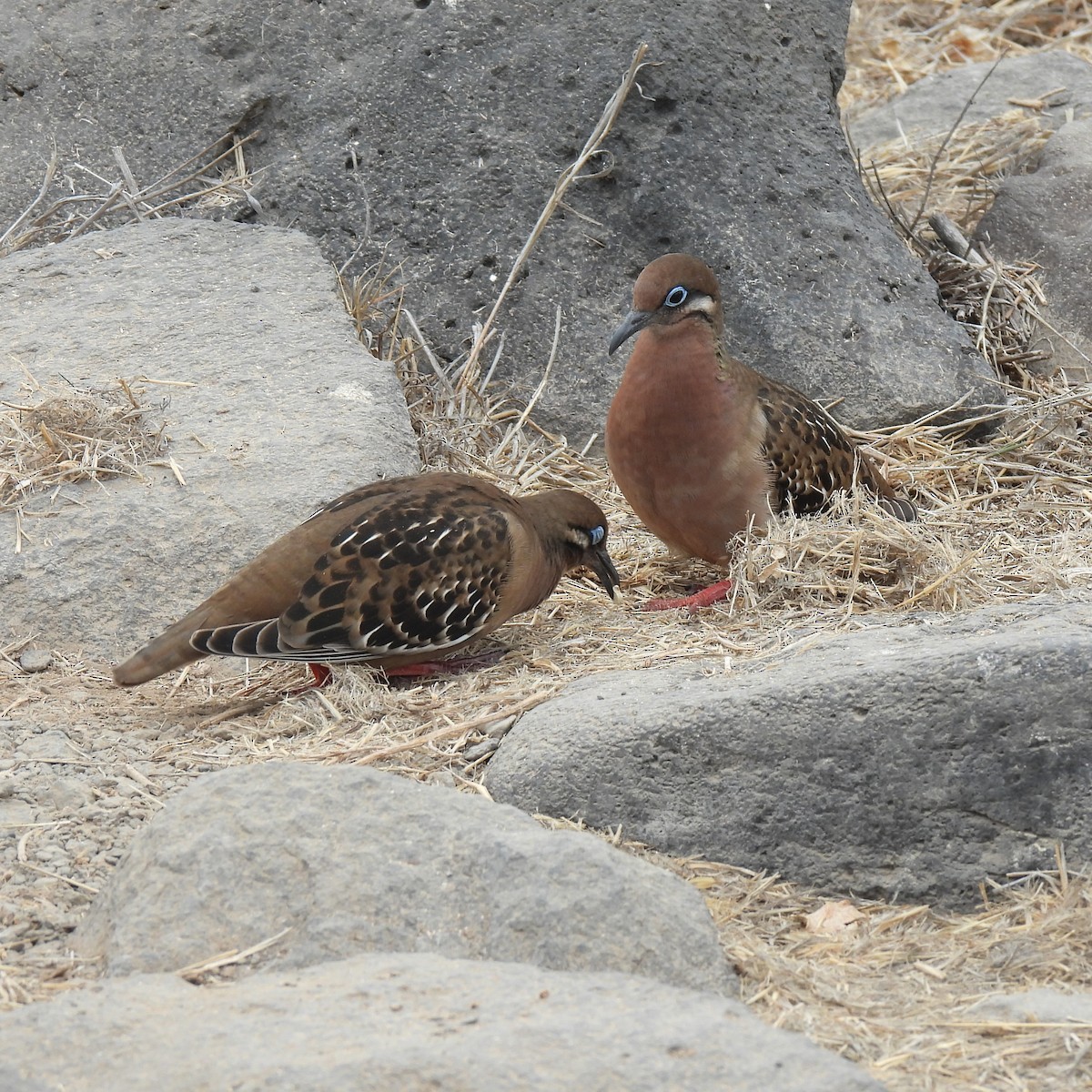 Galapagos Dove - ML645182236