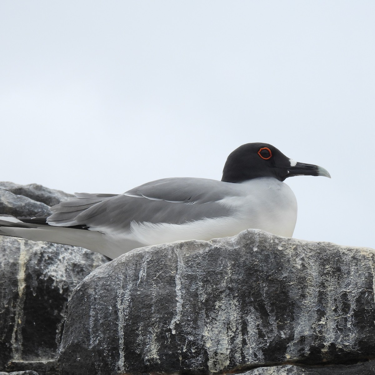 Swallow-tailed Gull - ML645182247