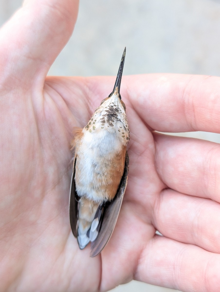 Rufous Hummingbird - ML645182253