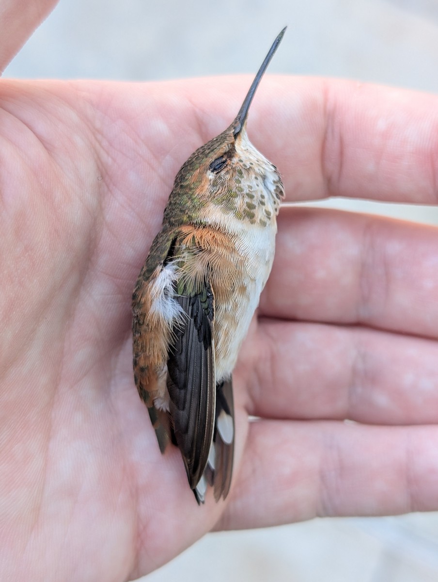 Rufous Hummingbird - ML645182254