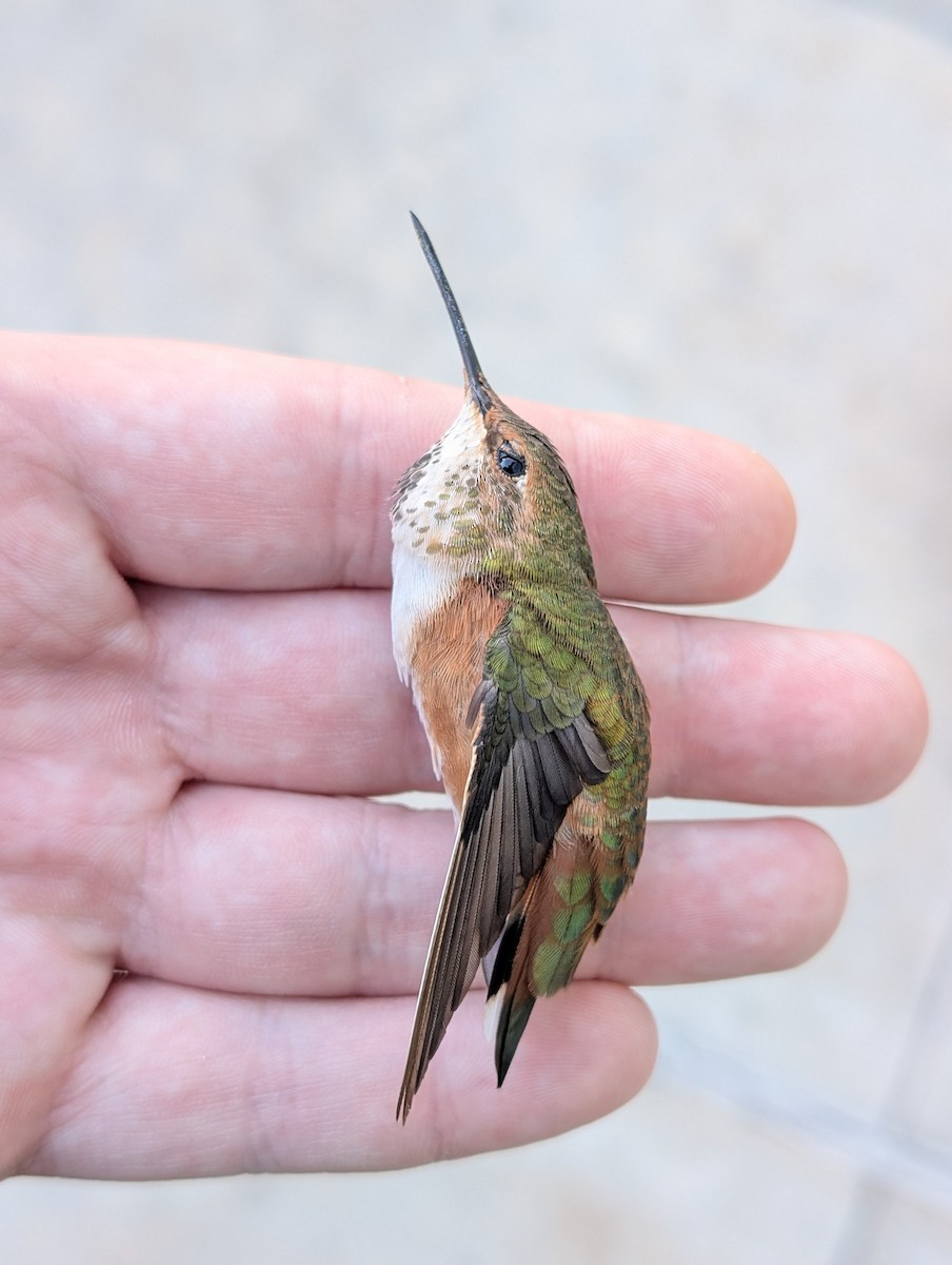 Rufous Hummingbird - ML645182259