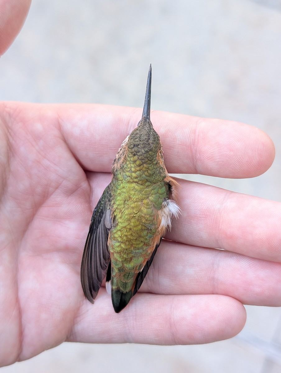 Rufous Hummingbird - ML645182260