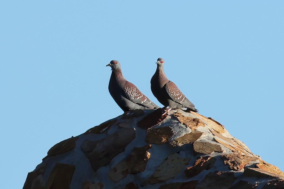 Speckled Pigeon - ML645182265