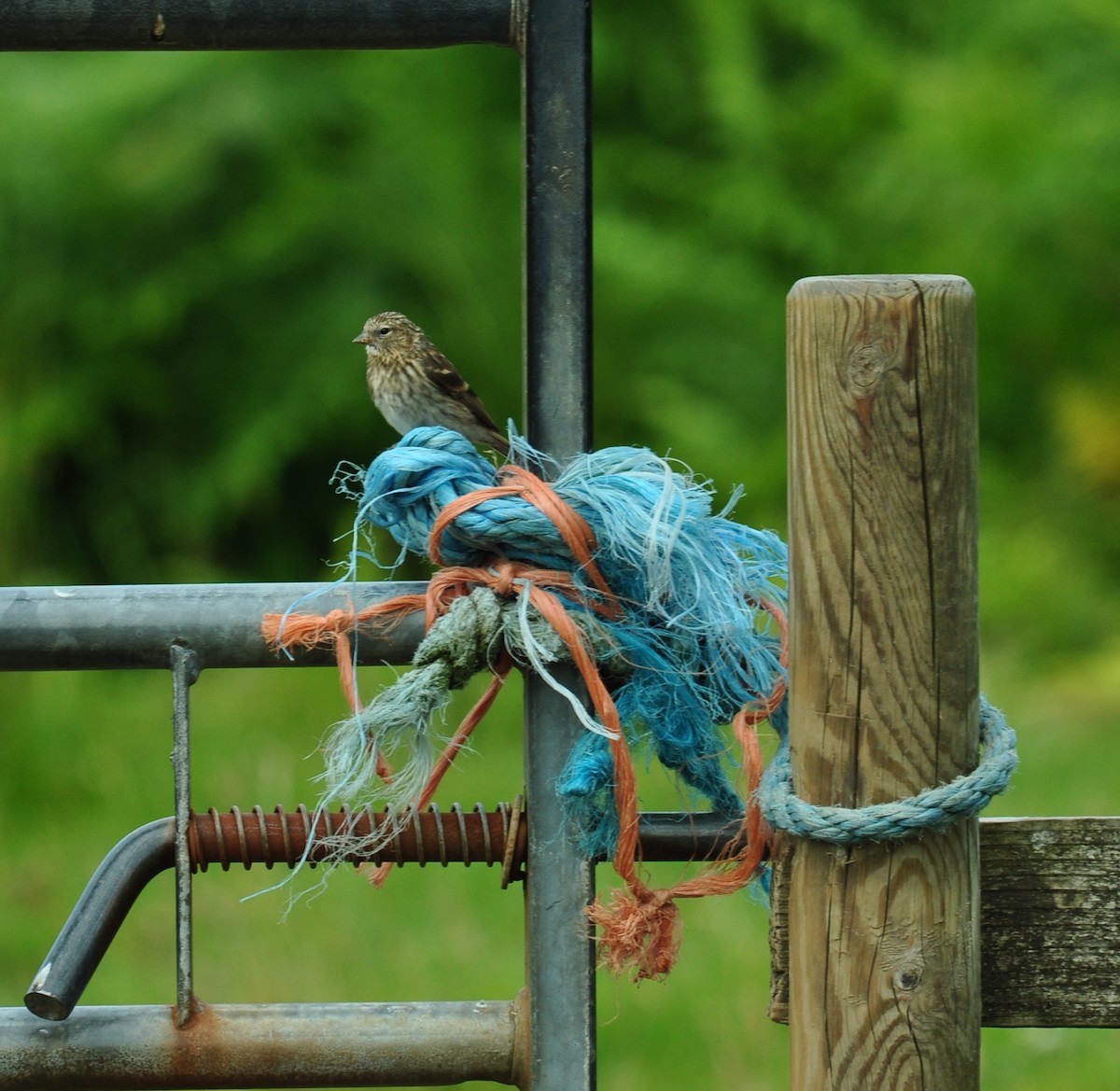 Huş İsketesi (cabaret) - ML645182267