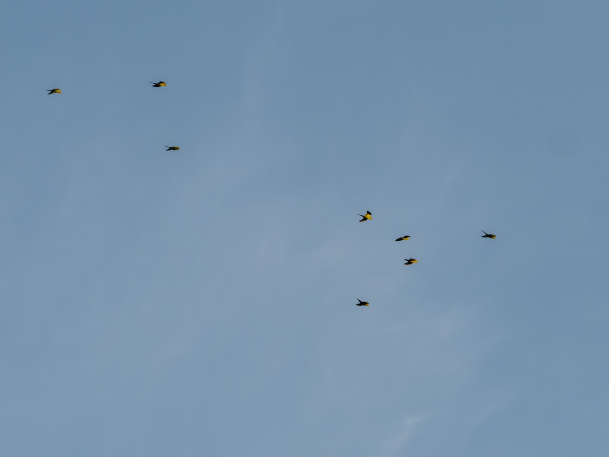 オナガミドリインコ - ML645182272